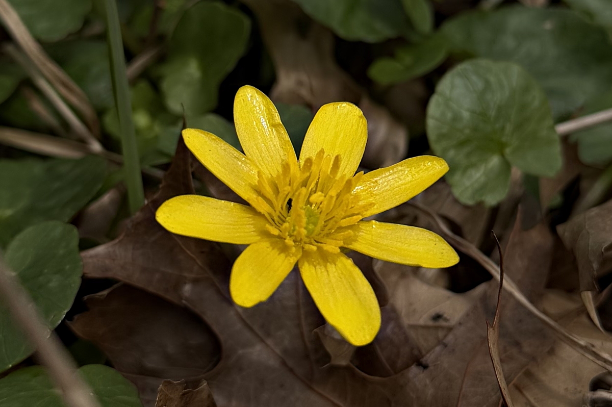 Celandine
