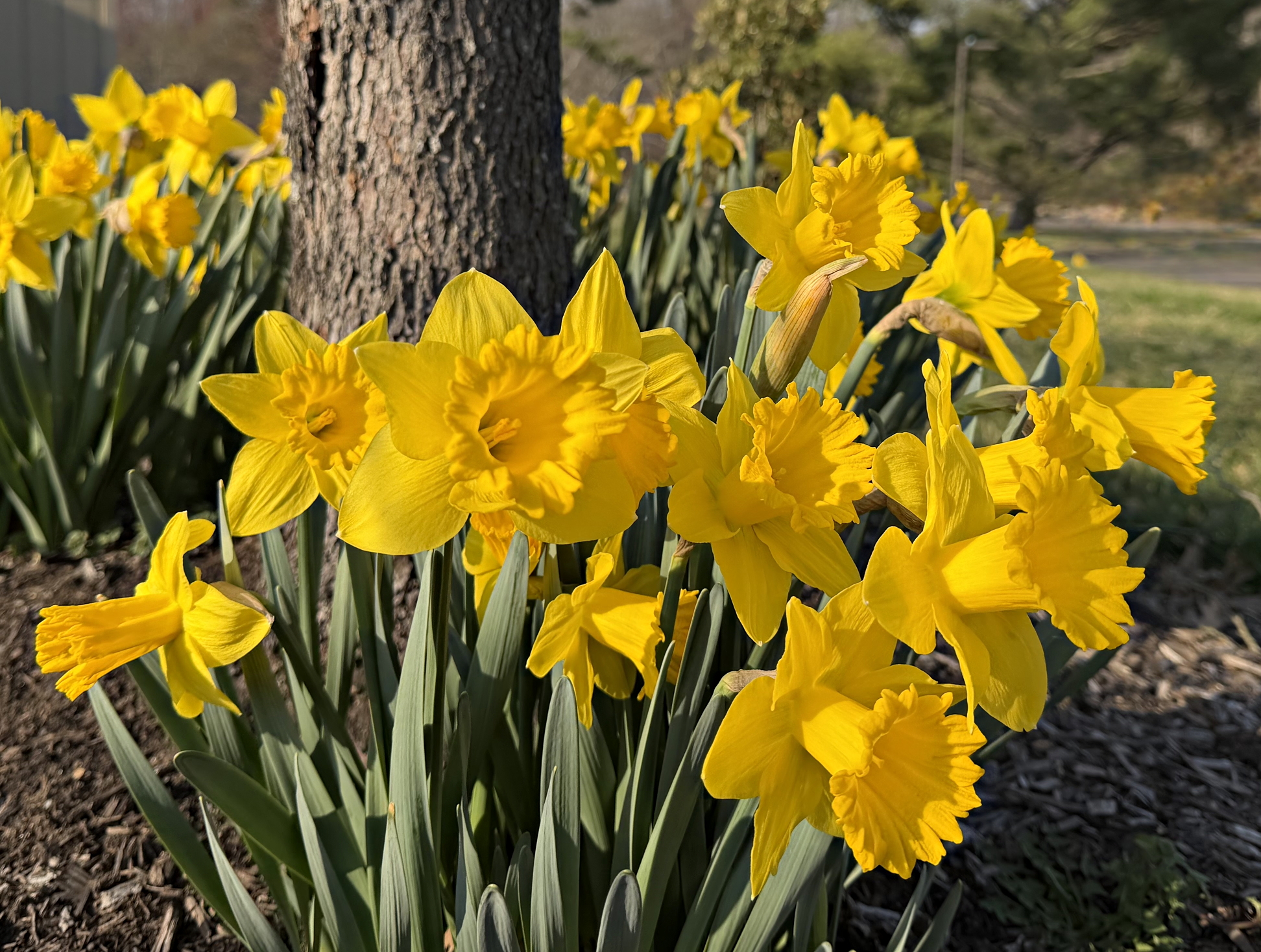 Daffodils