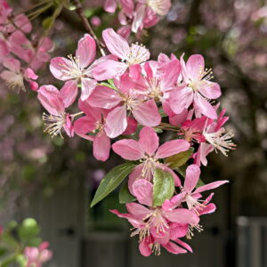 Crabapple blossoms