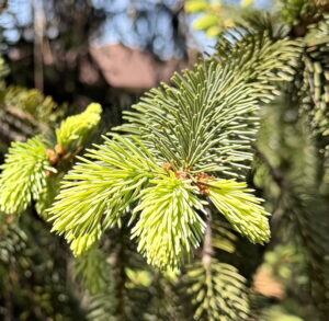 Pine Needles