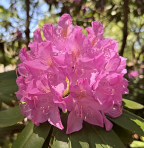 Rhododendron