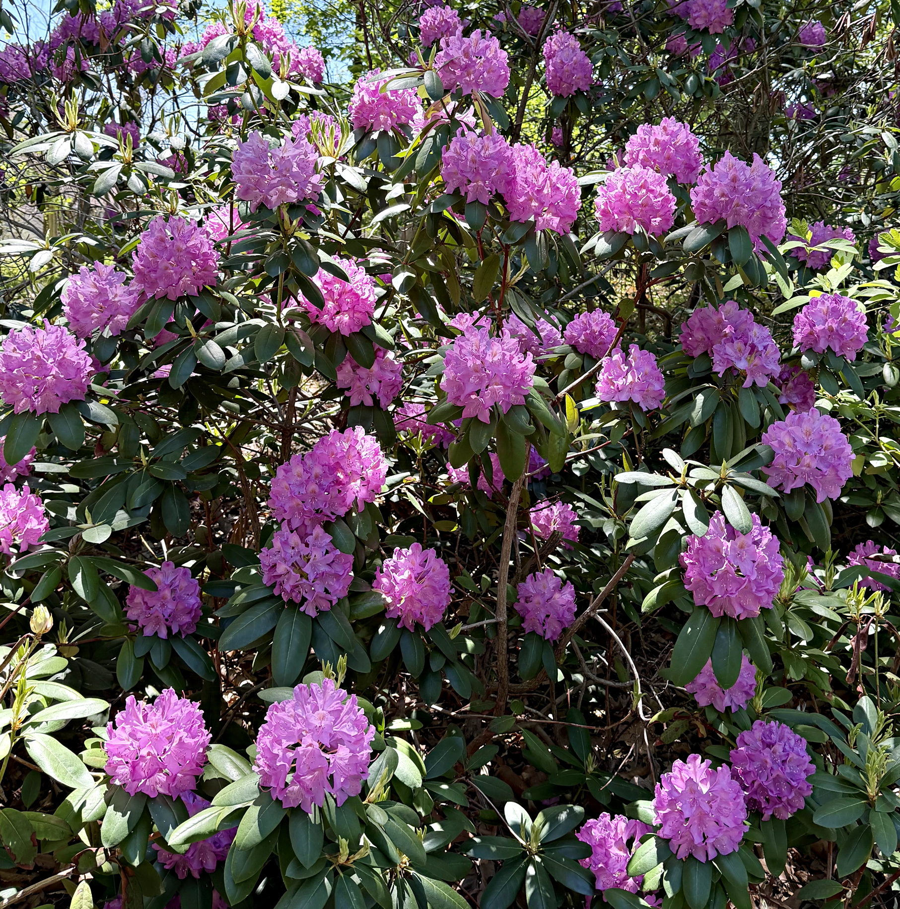 Rhododendron