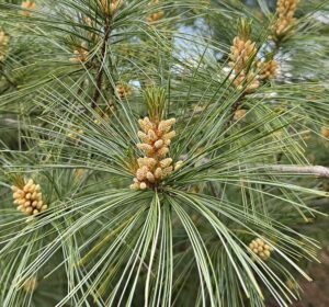 True Pine