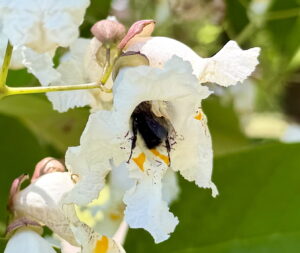 Catalpa blossoms