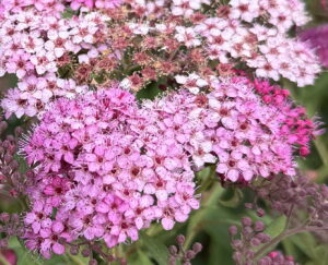 Spiraea