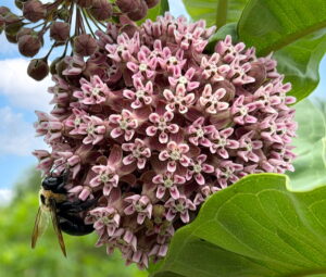 Milkweed
