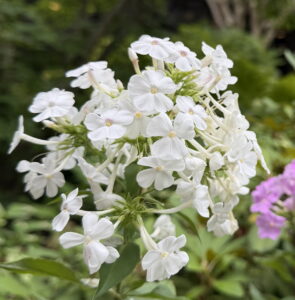 Phlox