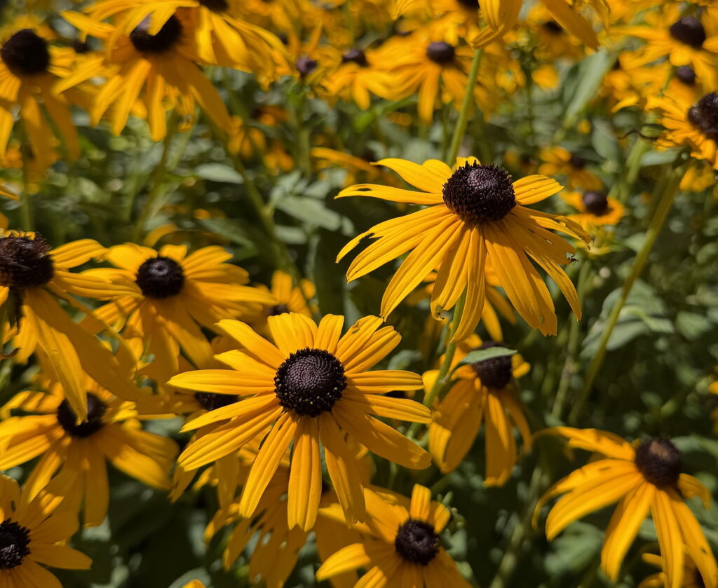 Rudbeckia