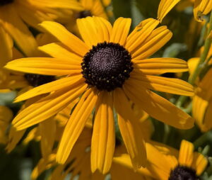 Rudbeckia