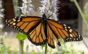 Monarch Butterfly