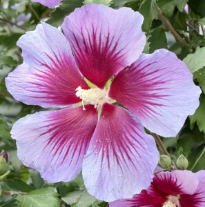 Rose of Sharon