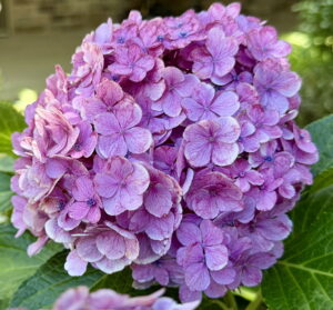 Hydrangea