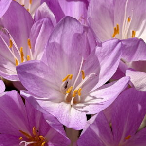 Autumn Crocus
