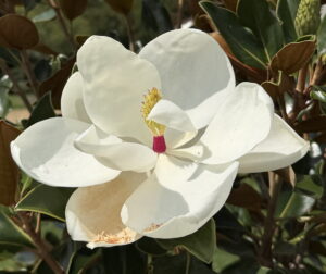 Magnolia