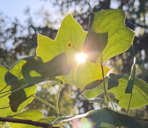 Sunbeam leaf