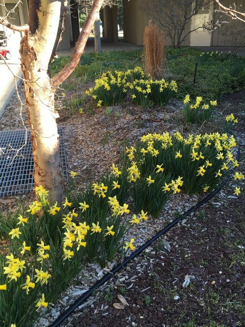 Daffodils