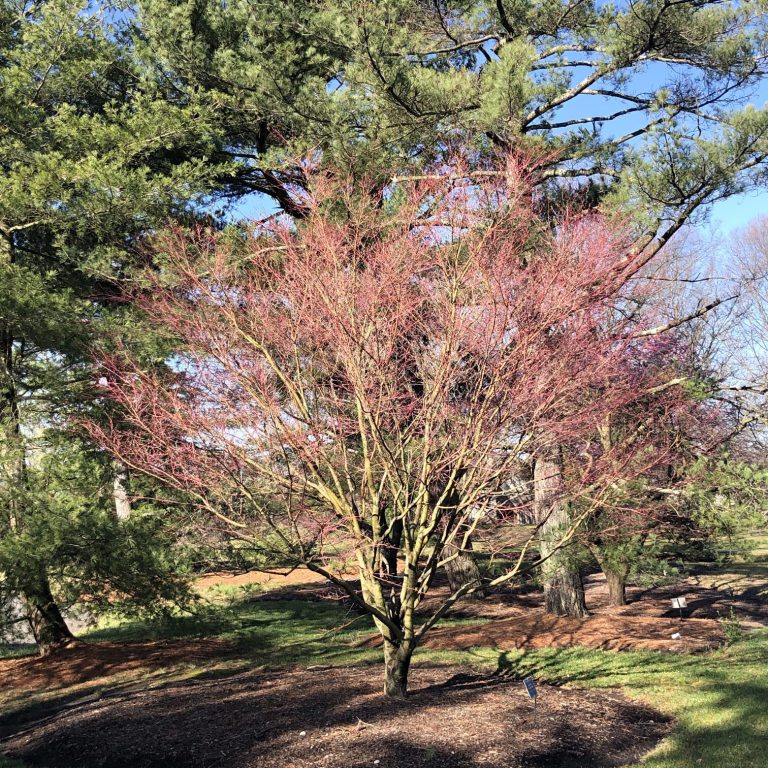 Coral Bark Maple