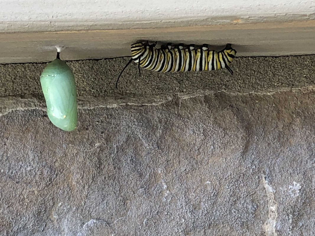 Monarch caterpillar