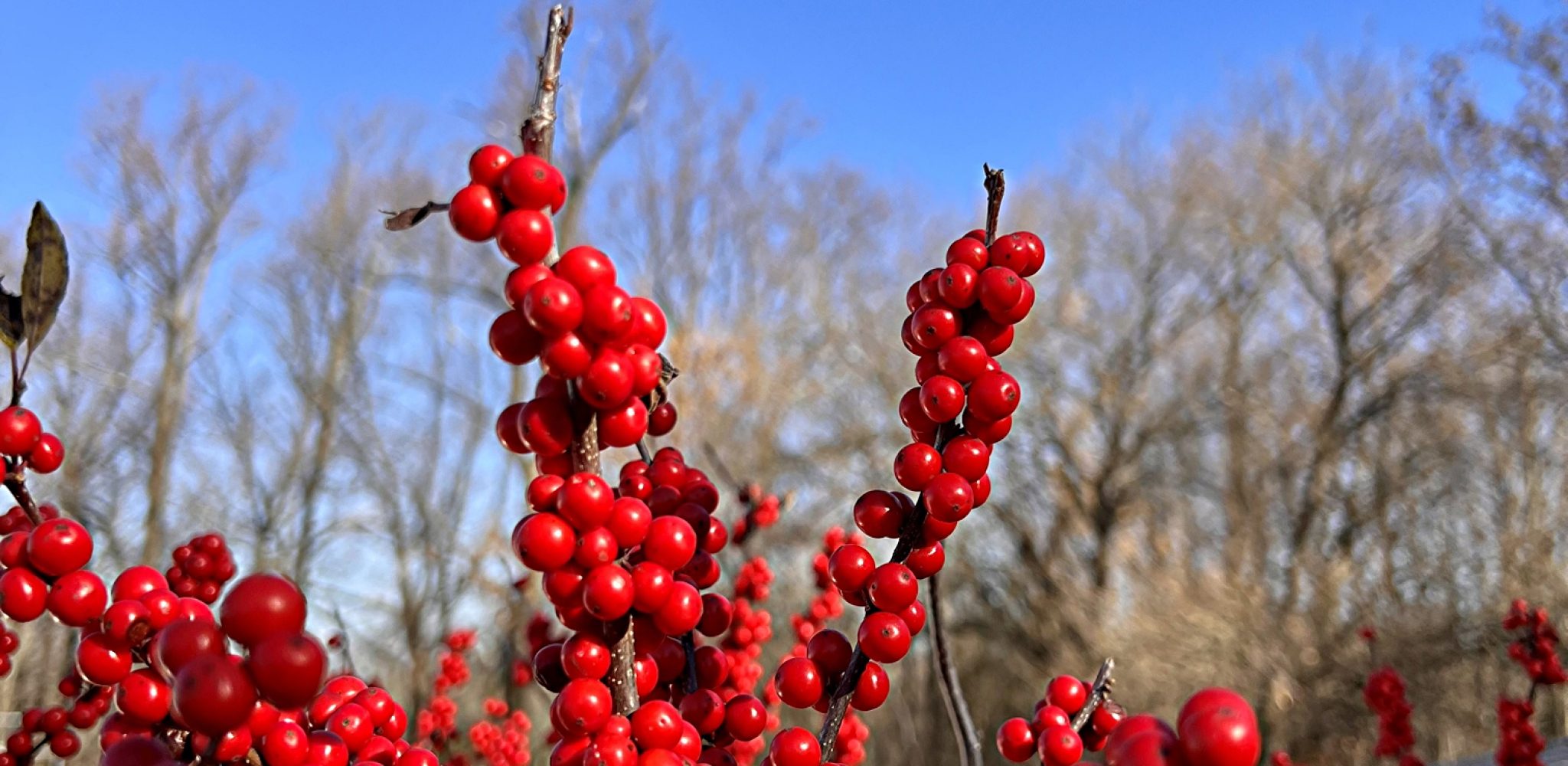 Winterberry