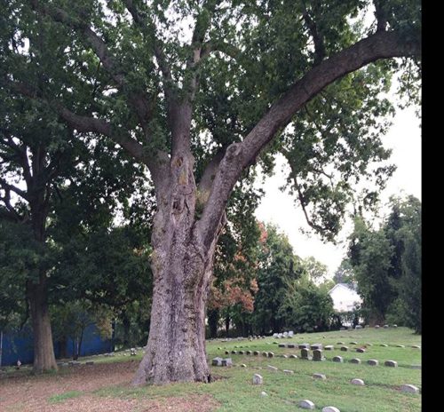 Salem Oak, Salem, NJ